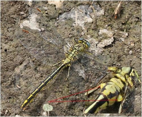 Gomphus pulchellus