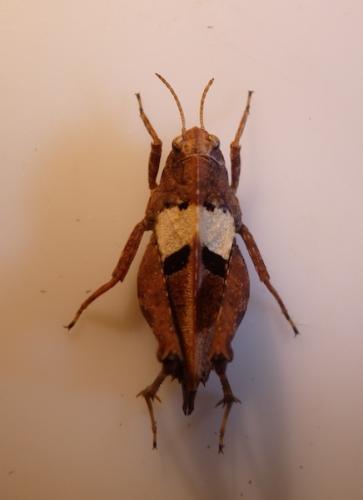 Réf. 162 678 : Tetrix bipunctata