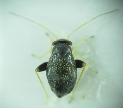 Réf. 162 541 : Halticus macrocephalus
