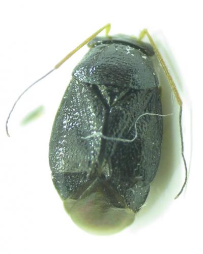Réf. 162 542 : Halticus pusillus