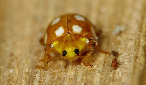 Halyzia sedecimguttata