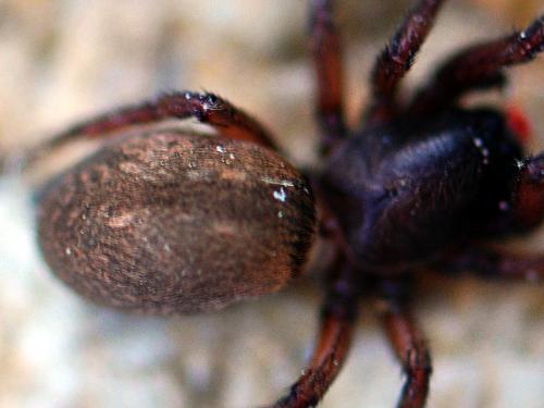 Haplodrassus signifer