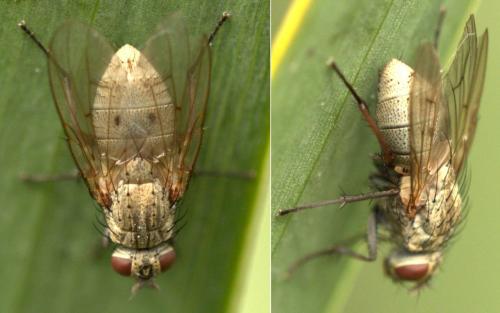 Helina sp.