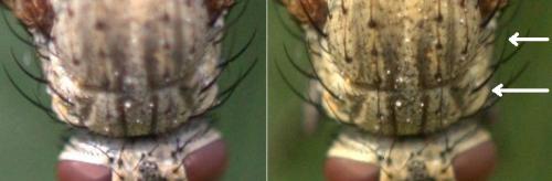 Helina sp.