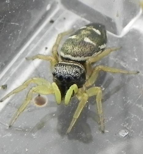 Heliophanus cupreus