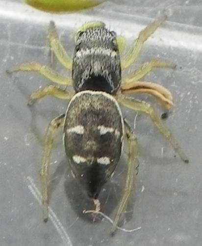 Heliophanus cupreus