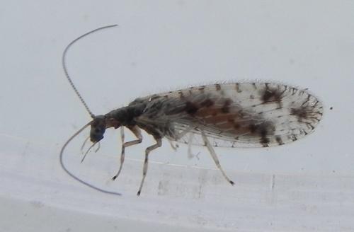 Micromus variegatus