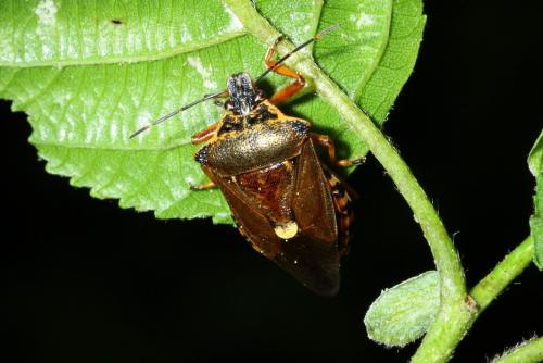 Pinthaeus sanguinipes