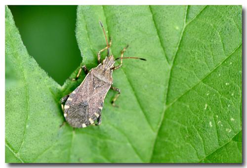 Réf. 162 318 : Ceraleptus gracilicornis