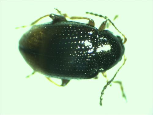 Hippuriphila modeeri