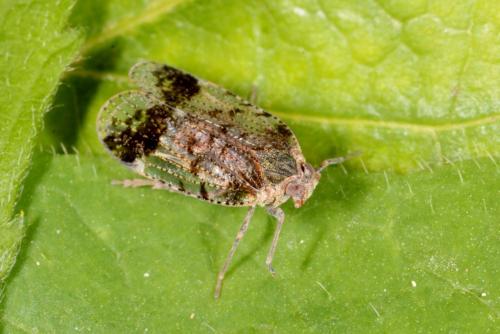 Cixius cunicularius