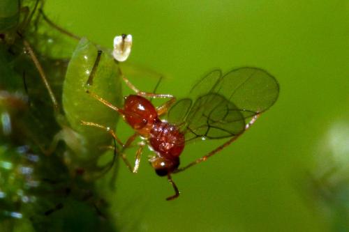 Alloxysta sp.
