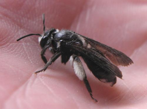 Andrena agilissima