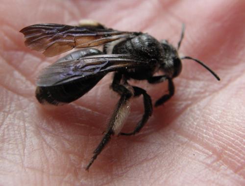 Andrena agilissima