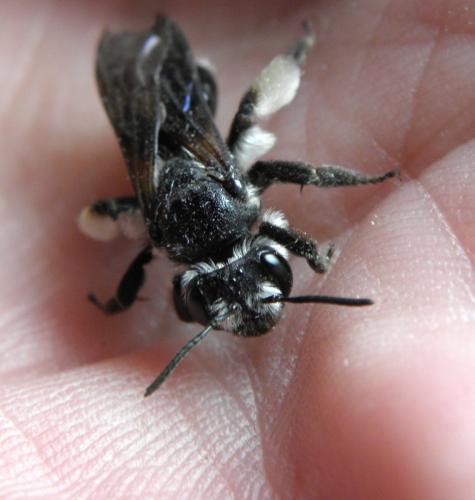 Andrena agilissima