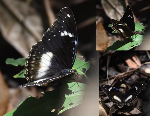 Hypolimnas bolina
