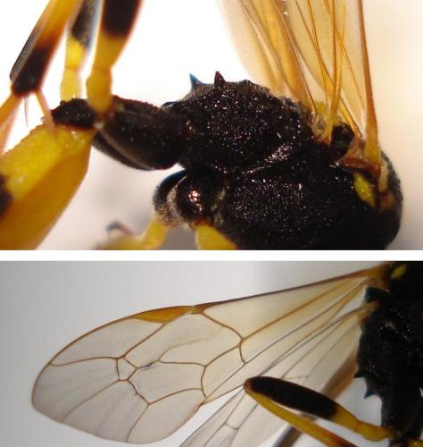 Réf. 162 990 : Amblyteles armatorius