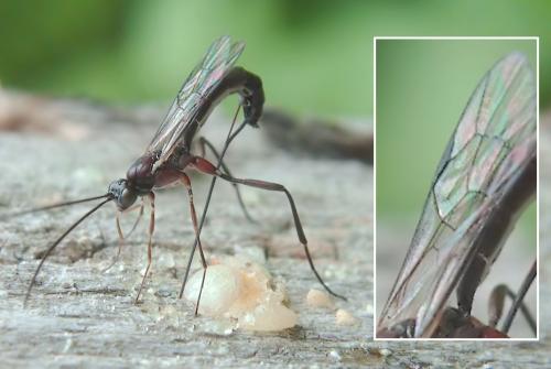 Poemenia notata