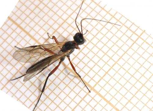Réf. 162 883 : Rhimphoctona xoridiformis
