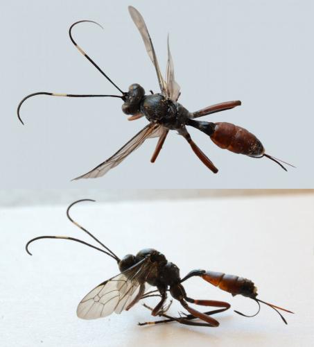Hoplocryptus femoralis
