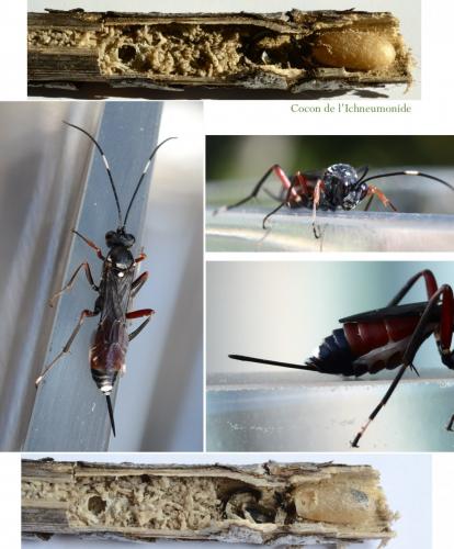 Hoplocryptus femoralis