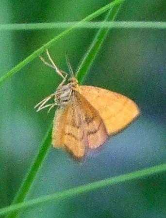 Réf. 162 208 : Idaea flaveolaria