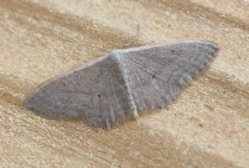 Idaea distinctaria