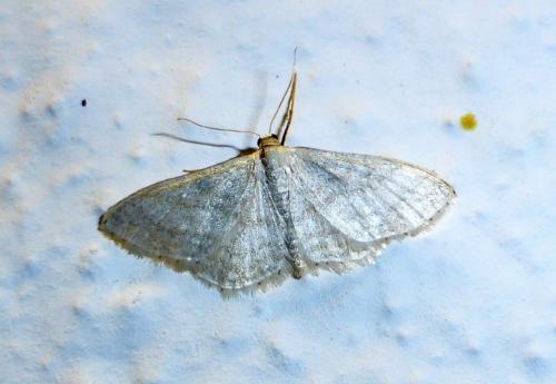 Réf. 162 904 : Idaea subsericeata