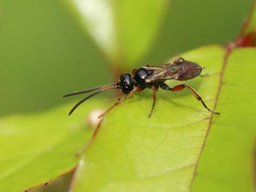 Réf. 162 309 : Phygadeuontini inconnu