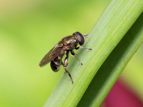 Réf. 162 758 : Eumerus sp.