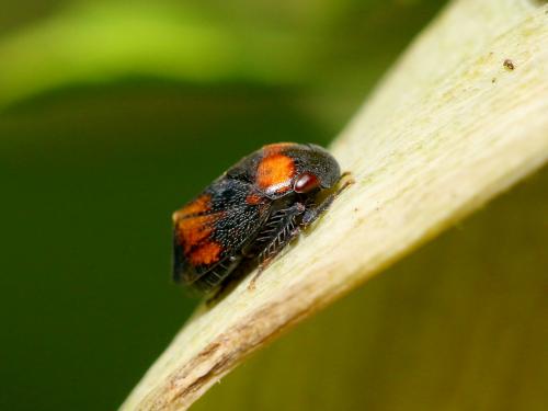 Penthimia nigra