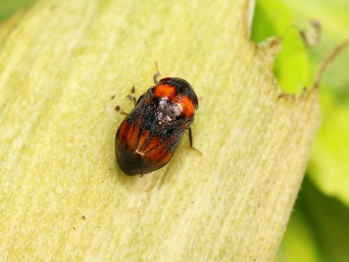 Penthimia nigra
