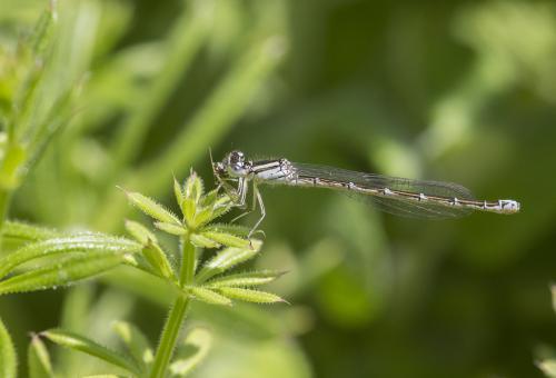Réf. 162 179 : Coenagrion caerulescens