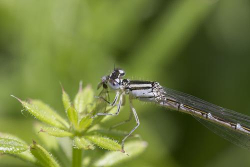 Réf. 162 256 : Coenagrion caerulescens