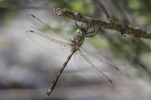 Oxygastra curtisii