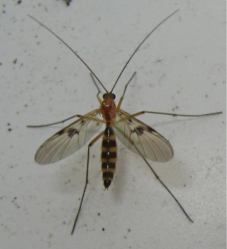 Macrocera centralis