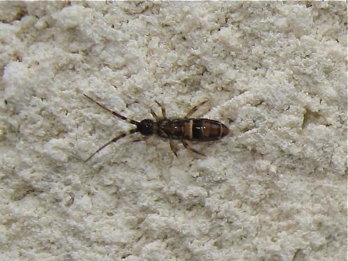 Orchesella cincta