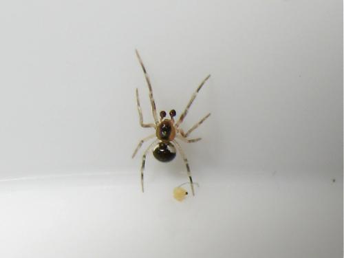 Réf. 162 169 : Paidiscura pallens