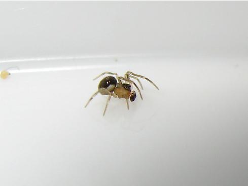 Réf. 162 168 : Paidiscura pallens