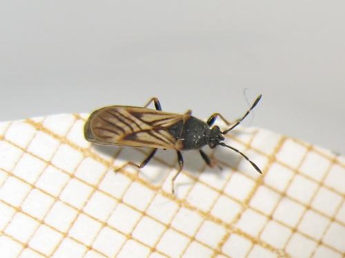 Ischnodemus sabuleti