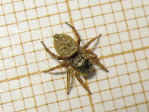 Heliophanus tribulosus