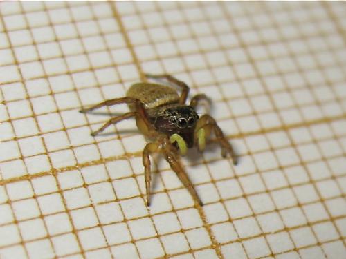 Heliophanus tribulosus