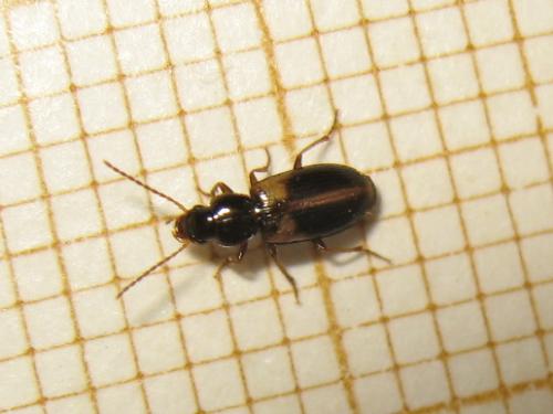 Acupalpus meridianus
