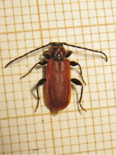 Pyrrhidium sanguineum