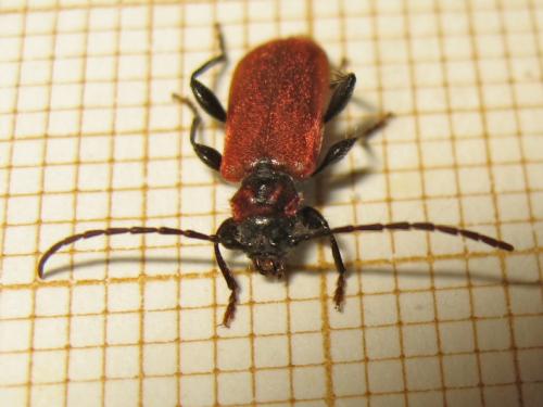 Pyrrhidium sanguineum
