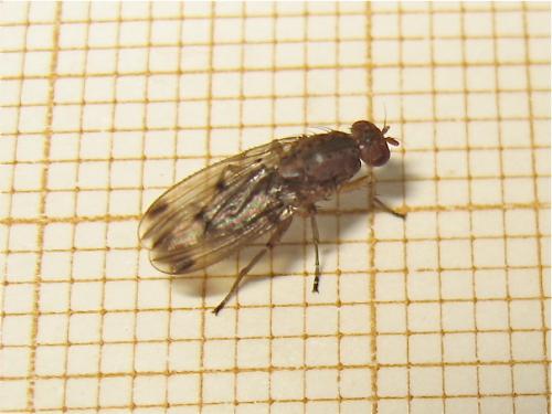 Réf. 162 246 : Suillia variegata
