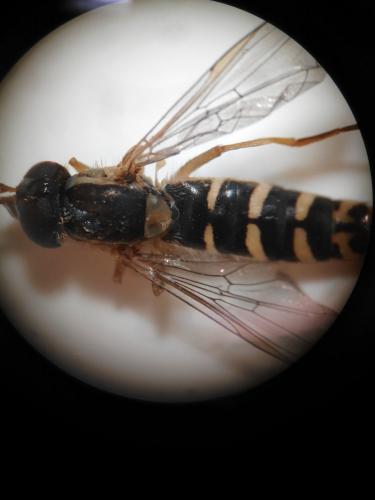 Sphaerophoria sp.