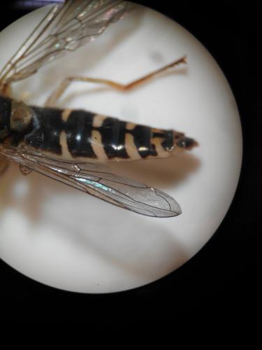 Sphaerophoria sp.