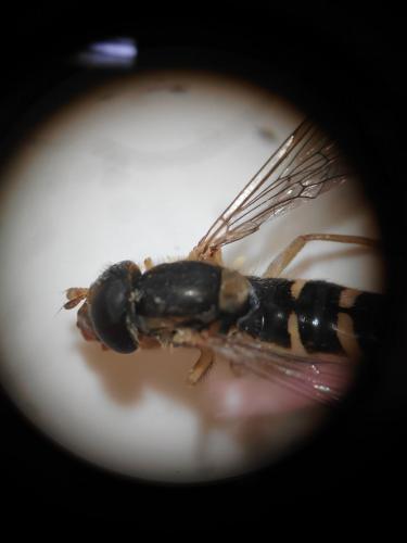 Sphaerophoria sp.