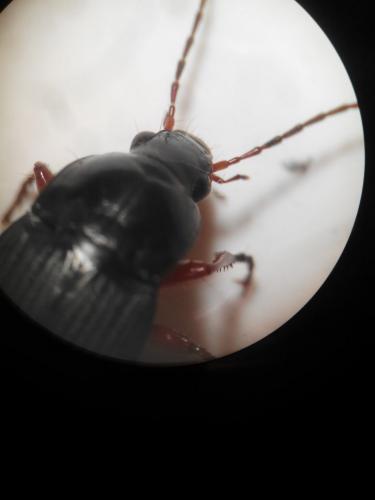 Calathus fuscipes